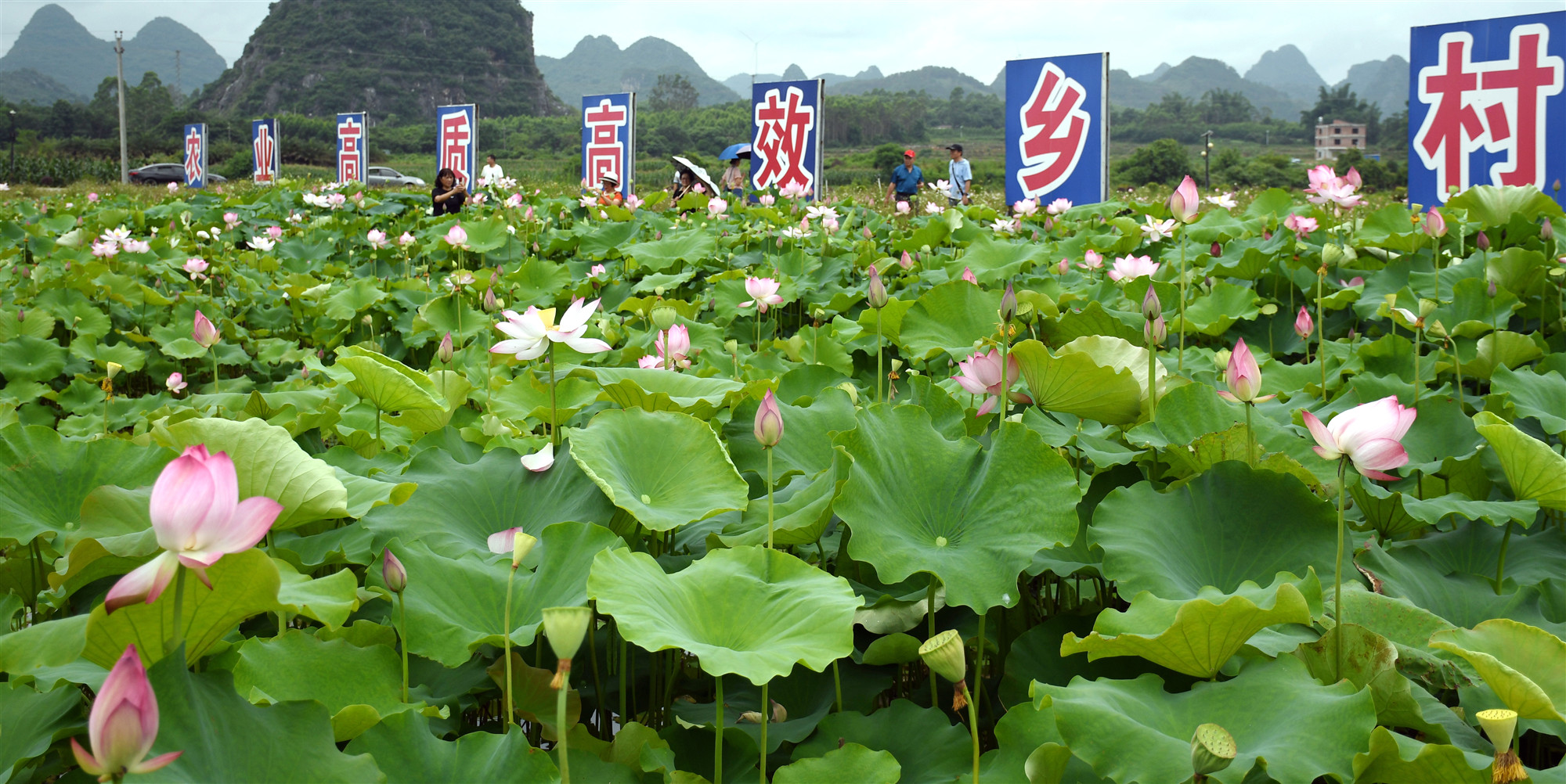 廣西賀州平桂萬畝荷花盛開