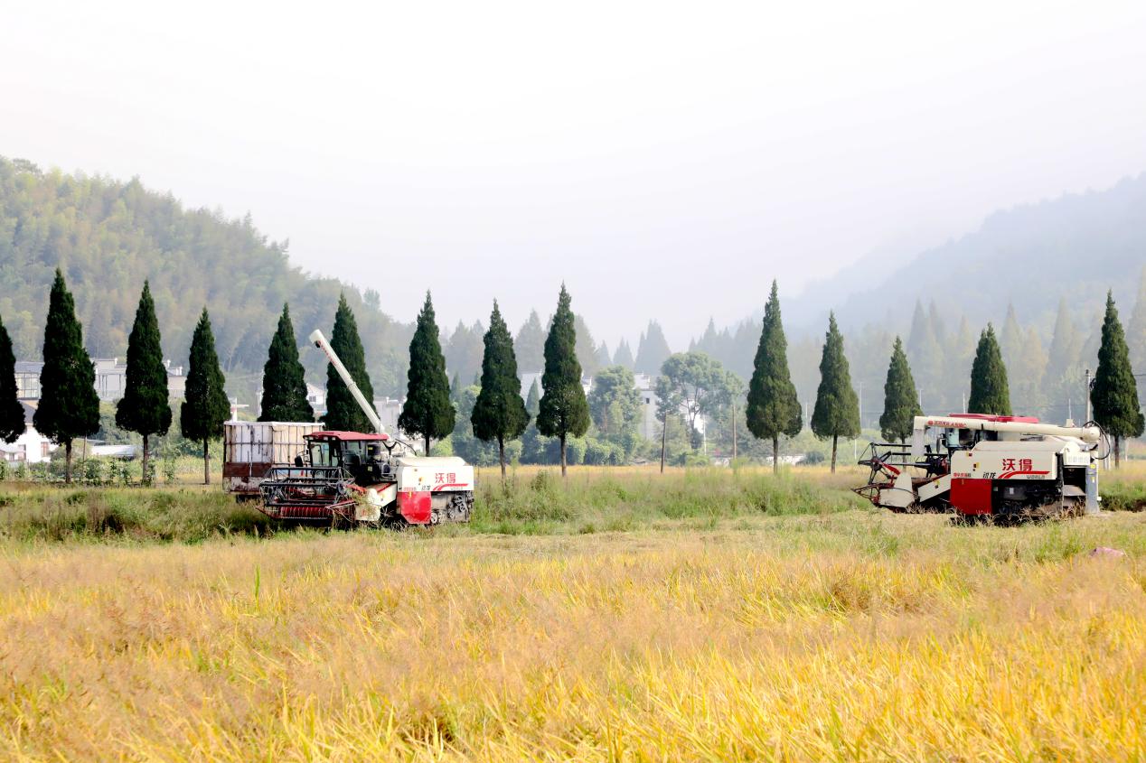 皖黃山區(qū)白果樹村：集體經(jīng)濟(jì)「豐」景如畫