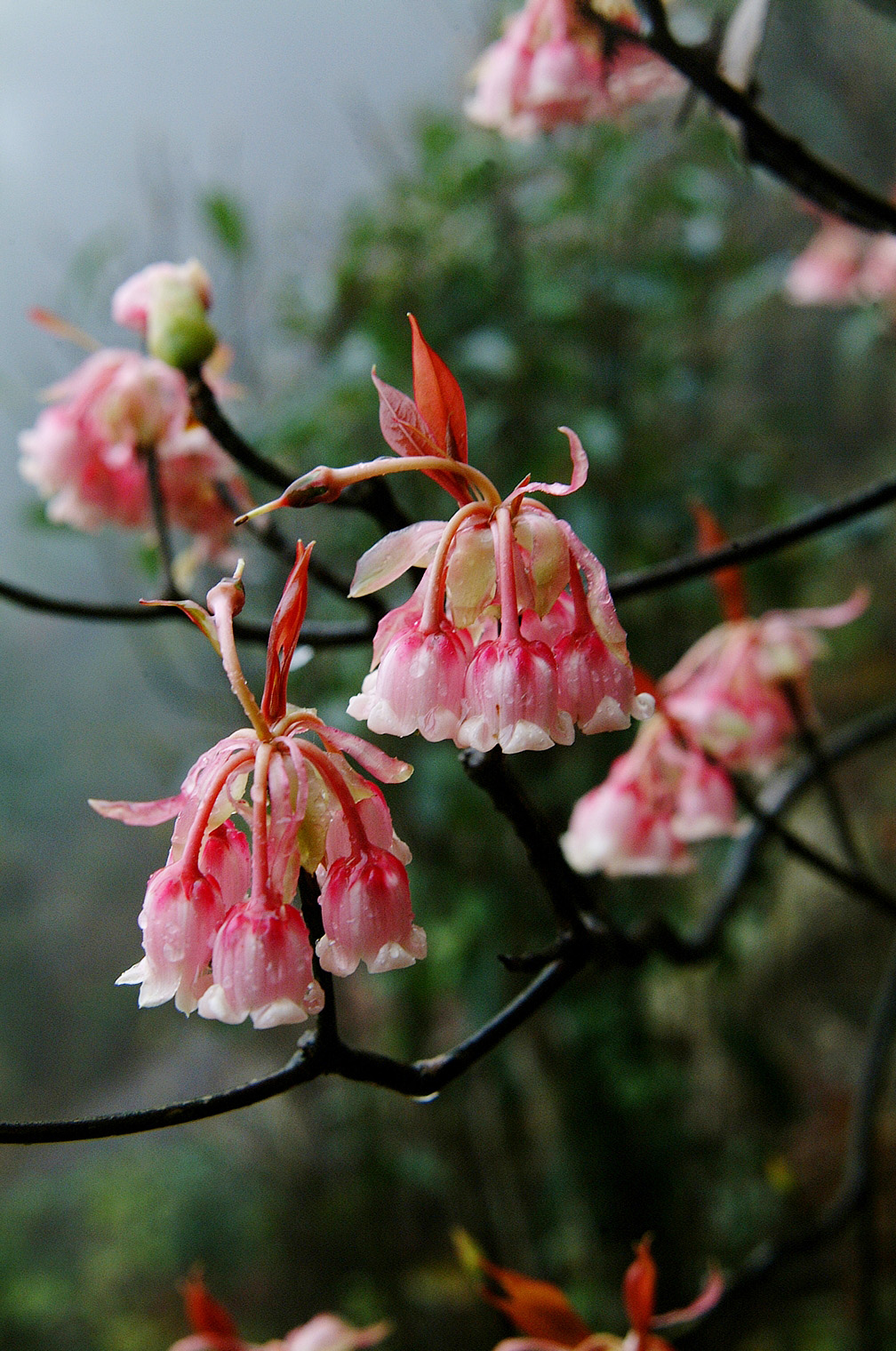 Photo 2_Chinese Bell Flower.jpg